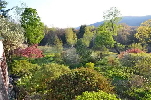 Lush green garden with trees, reddish shrubs adding home value