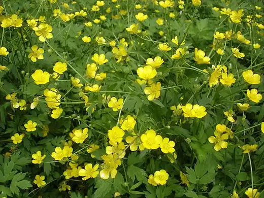 Vibrant creeping buttercup field with yellow five-petaled blooms and green foliage