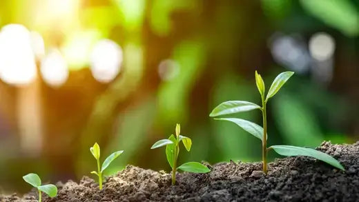 Three young green seedlings sprout in dark soil for tree landscaping.