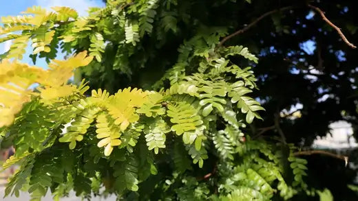 Vibrant green and yellow tree branch for native landscaping from TN Nursery