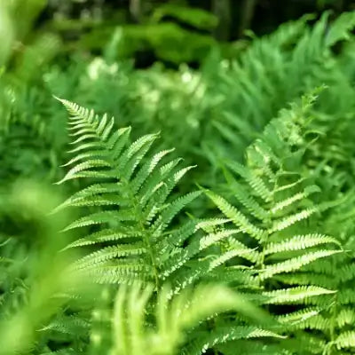 Lush green hardy native fern fronds with serrated edges