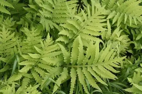 5 Environmental Benefits That Native Fern Has - TN Nursery