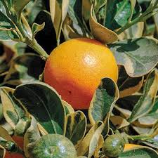 Vibrant orange citrus fruit among variegated leaves, easy to grow tree
