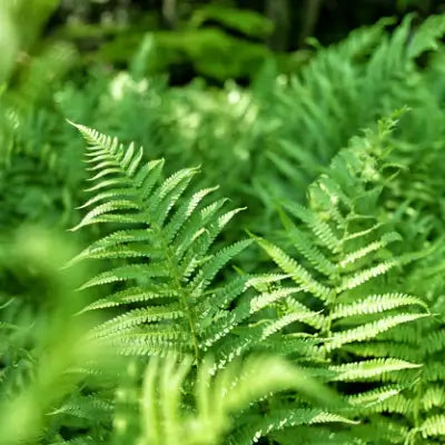 5 Hardy Native Fern Plants - TN Nursery