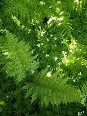 Lush green fern fronds with feathery leaves and white flowers for low-maintenance gardens