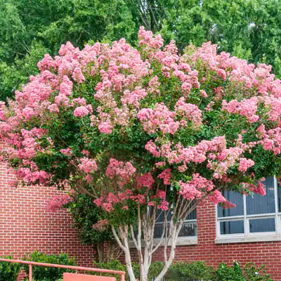 Lush pink-blossomed tree ideal for backyard landscaping