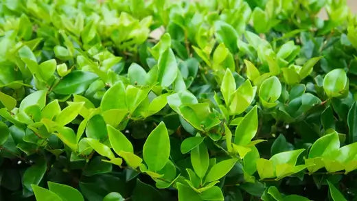 Lush green foliage of resilient Wax Leaf Privet shrub
