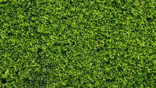 Dense vibrant green hedge with textured foliage in Gardening 2023