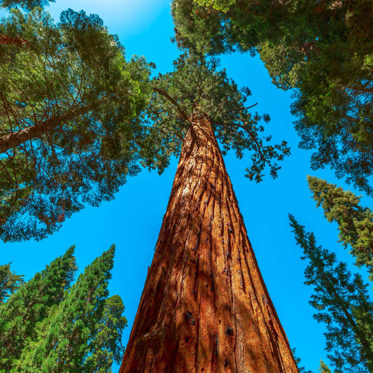 Towering redwood tree in tree nursery with rugged bark and green foliage