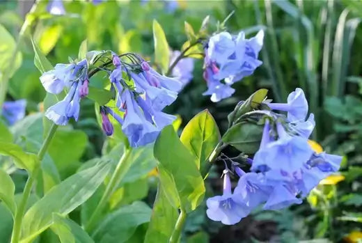 Virginia bluebells with light blue bell-shaped flowers on green stems