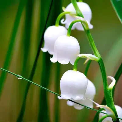 Delicate white bell-shaped shade-loving perennial flowers on green stems