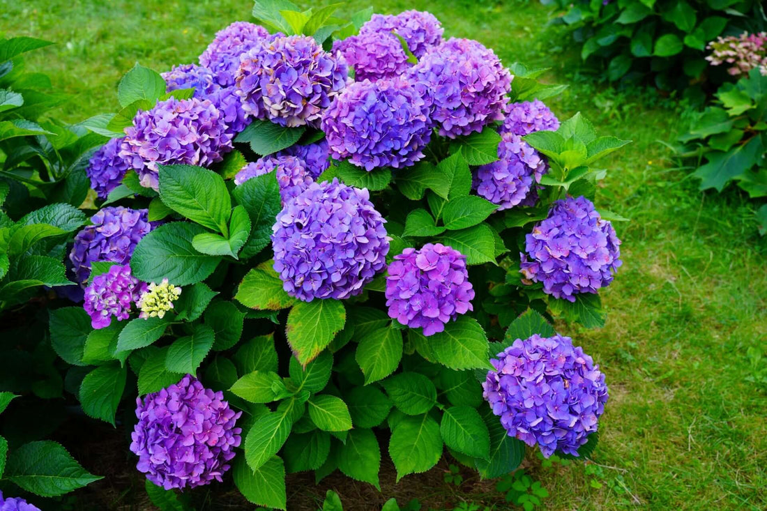 Vibrant purple native hydrangea blossoms and green leaves for landscaping