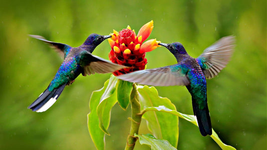 Two iridescent hummingbirds hover at native red-yellow flower