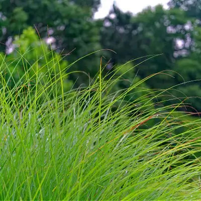 Lush green sawgrass with feathery blades and golden tips swaying in breeze