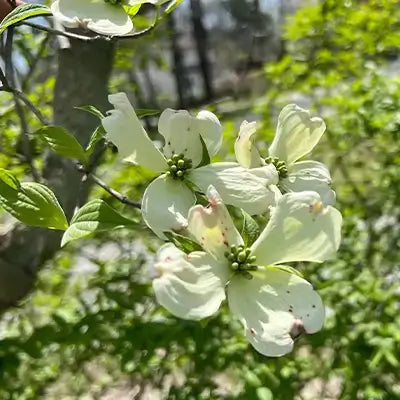 Delicate white dogwood blossoms with green centers amid fresh leaves