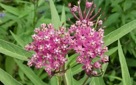 Vibrant Asclepias incarnata pink milkweed flowers with white centers