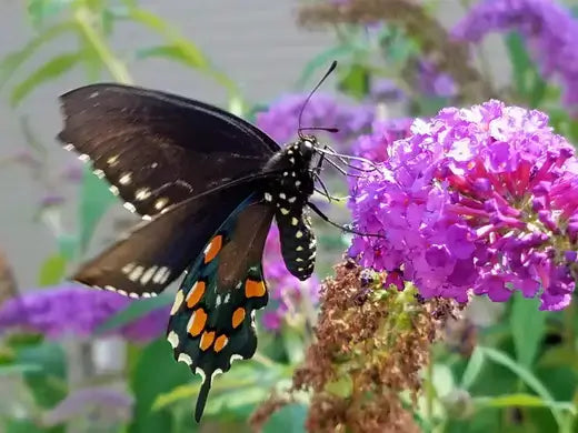 Black swallowtail butterfly on purple garden flowers
