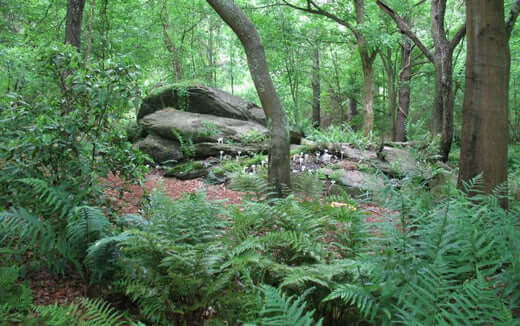 Moss-covered rock formation among native ferns in lush forest landscaping
