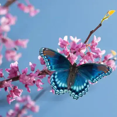 Vibrant blue butterfly on redbud tree pink blossoms