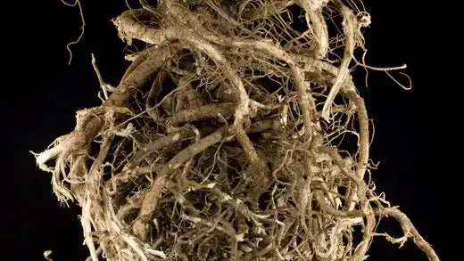 Tangled earthy-brown bare root plants with fibrous texture