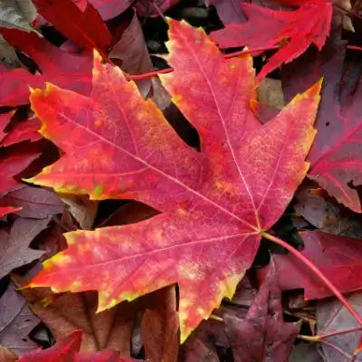 Vibrant red maple leaf with yellow orange gradients aids air pollution control
