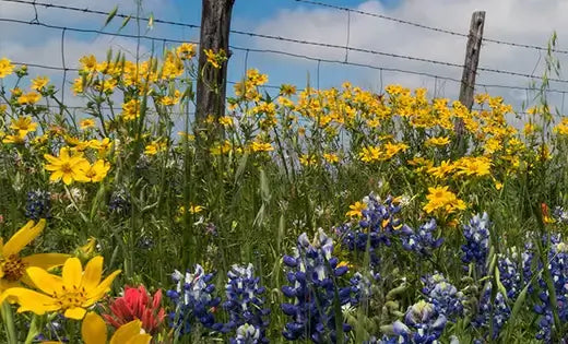 Yellow black-eyed susans and blue Texas wildflowers behind rustic fence