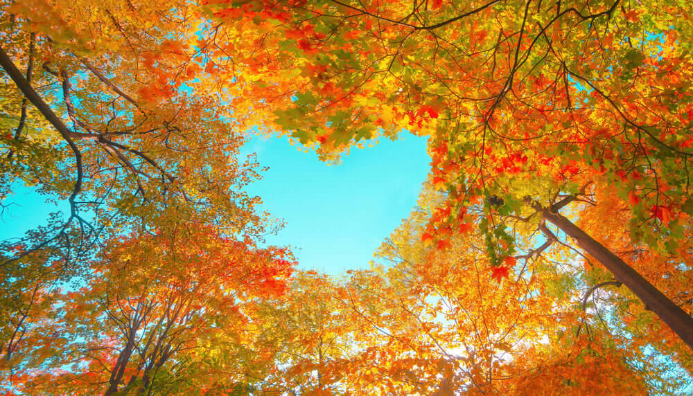 Heart-shaped opening in glorious orange yellow autumn leaves blue sky