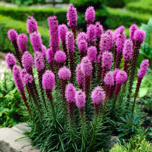Vibrant purple blazing star perennial flowers with green stems and feathery foliage improving soil