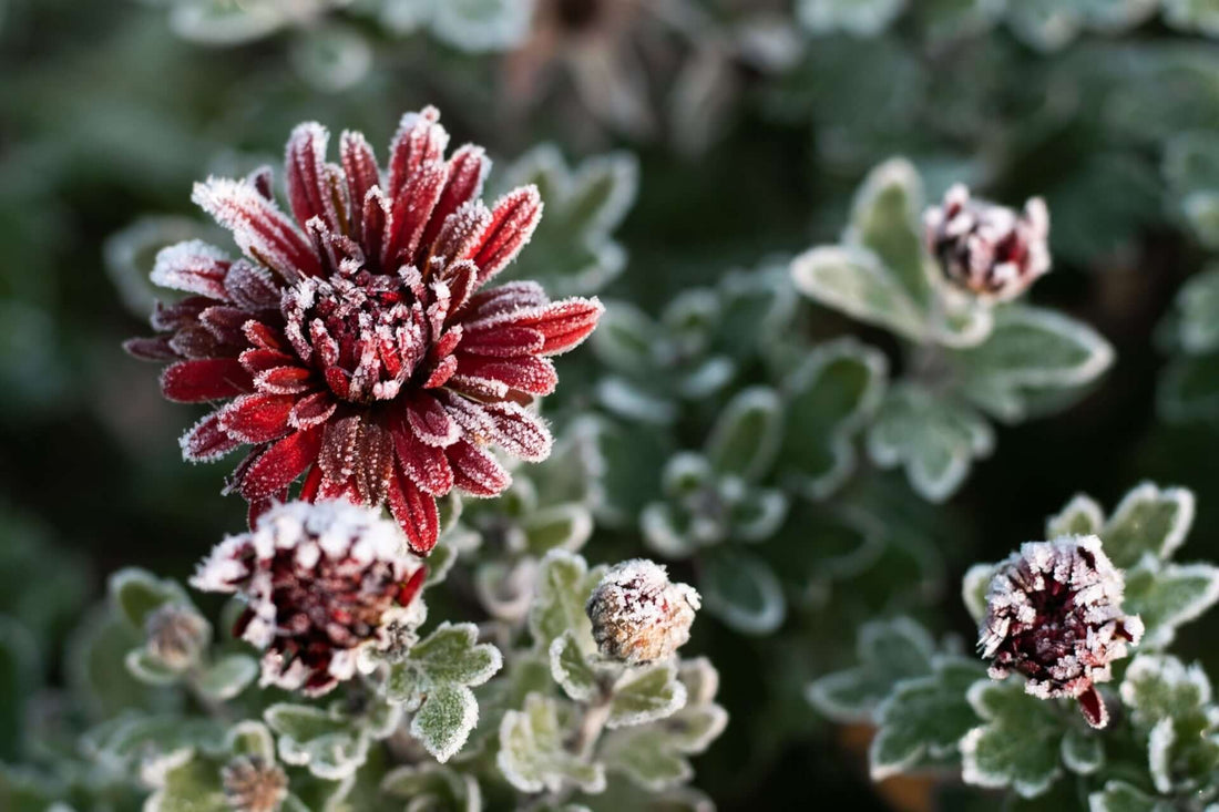 Frost-covered red chrysanthemum in winter cold