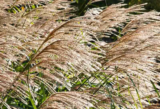 Golden-brown pampas grass plumes sway in breeze amid green foliage