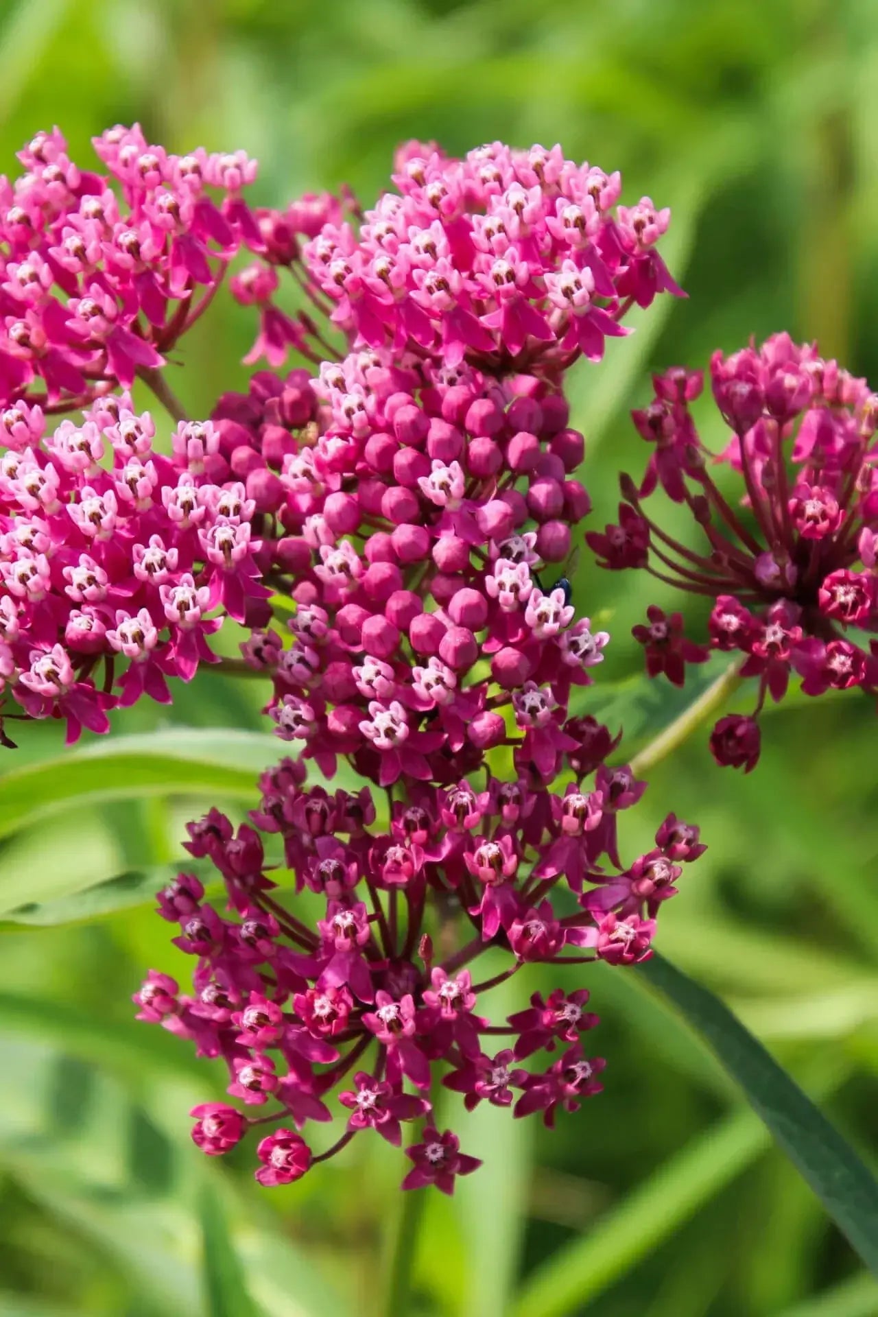 Vibrant pink milkweed flowers blooming in plant nursery