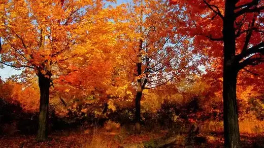 Vibrant autumn forest with fiery orange red leaves for kids fall activities
