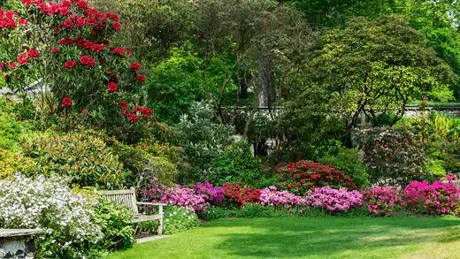 Wooden slatted bench on lush lawn amid vibrant perennial shrubs