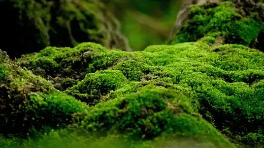 Vibrant green moss blankets textured surface in shade-moist areas