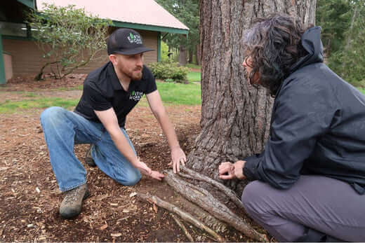 Two arborists crouched by tree examining roots and soil