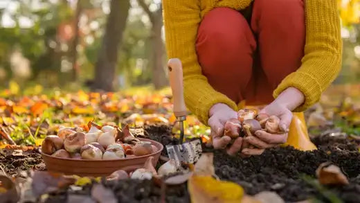 Person crouching outdoors in fall planting tulip bulbs in dark soil