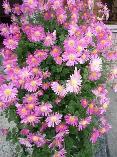 Big bold pink chrysanthemums with vibrant petals and yellow centers