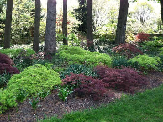 Lush green and burgundy Japanese maple shrubs in shade garden