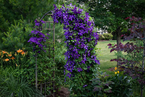 Vibrant purple clematis vine cascading over metal garden archway