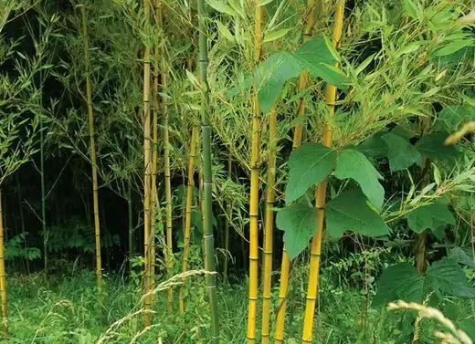 Golden-yellow American river cane bamboo stalks with nodes, Tn Nursery