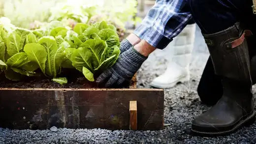 Person in gray gloves tending raised bed of green veggies affordably