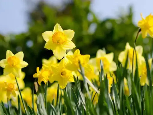 Vibrant yellow daffodils with orange centers in lush green field under blue sky