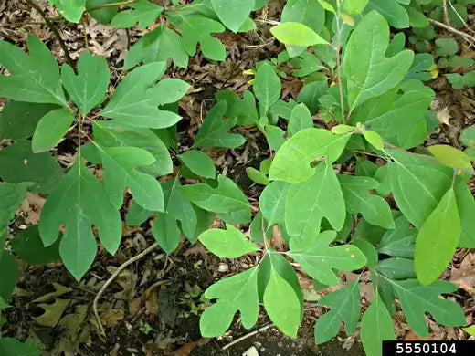 Sassafras tree with green broad-leafed woodland appearance