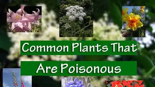 Green banner in Poisonous Petals article: Common plants that are poisonous