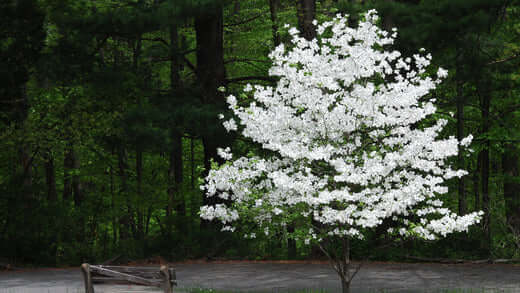 Blossoming white dogwood tree with full branches in dark forest, best for 2021