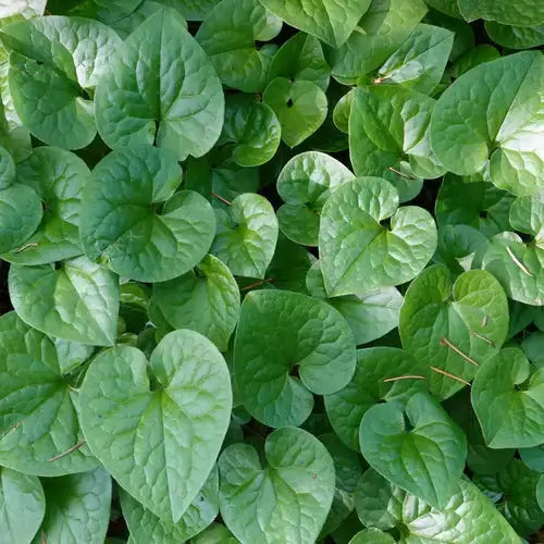 Vibrant green heart-shaped leaves of wild ginger, glossy textured surface