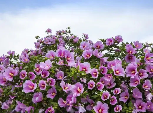 Vibrant purple hibiscus bush bursting with edged flowers and yellow stamens