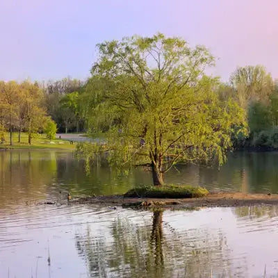 Solitary swamp willow tree on island in calm water, drooping branches