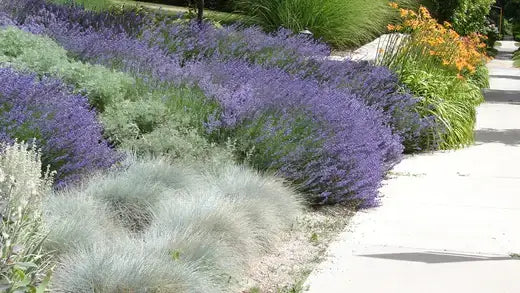 Vibrant purple lavender with silvery grasses in xeriscaping garden