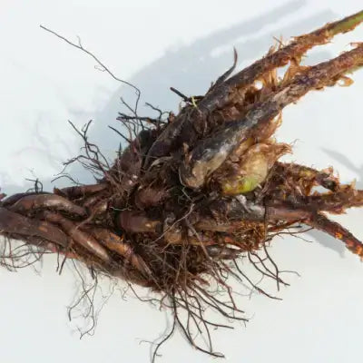 Bareroot plant tangled brown roots with central green sprout